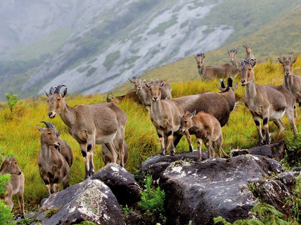 Eravikulam National Park