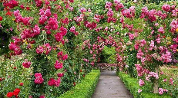 Rose Garden.